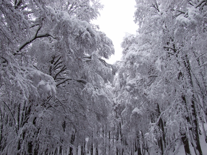 merletti di neve